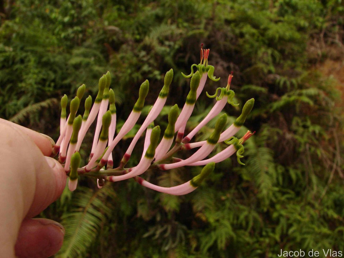 Dendrophthoe falcata (L.f.) Ettingsh.